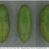 pol icarus pupa4 volg1